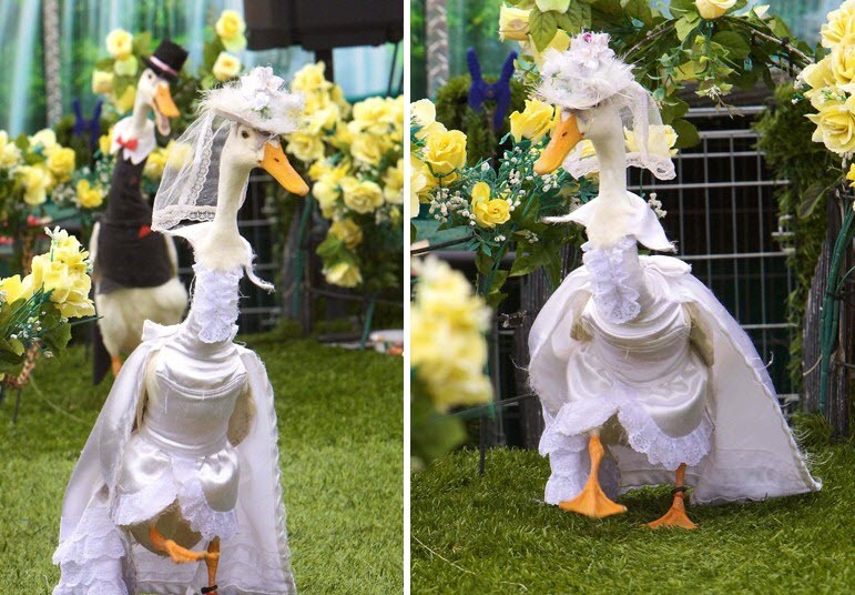 pied-piper-duck-show1