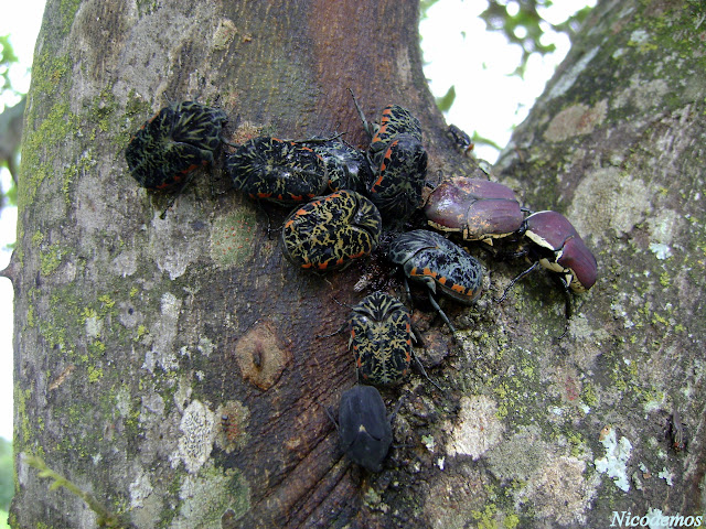 Cetoniinae : Gymnetis litigiosa GORY & PERCHERON, 1833 (au milieu). Pitangui (MG, Brésil), 31 octobre 2009. Photo : Nicodemos Rosa