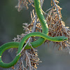 Green Grass Snake