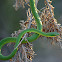 Green Grass Snake