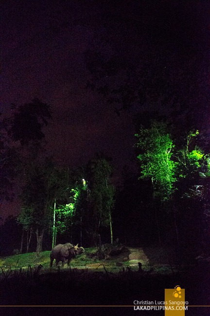 A Rhino at Singapore's Night Safari