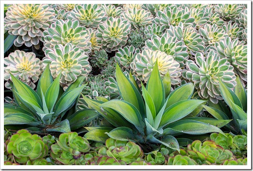 120929_SucculentGardens_Aeonium-Sunburst- -Agave-attenuata-variegata