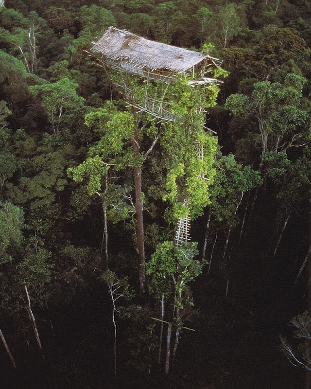 korowai-tree-house-3