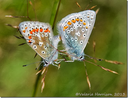 17-mating-common-blues