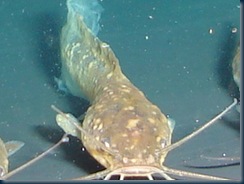 PENYAKIT YANG MENYERANG IKAN KELI KELI SABAH Blog PENYAKIT YANG MENYERANG IKAN KELI KELI SABAH Blog