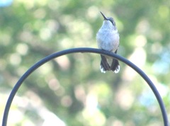 2011 hummingbird morning after Hurricane Irene1