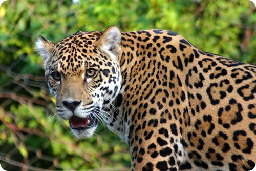giaguaro3