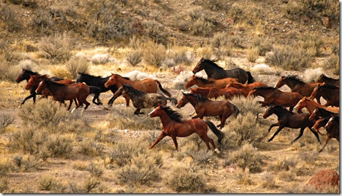 wild horses photo from internet
