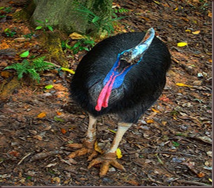 Amazing Animal Pictures The cassowary (11)