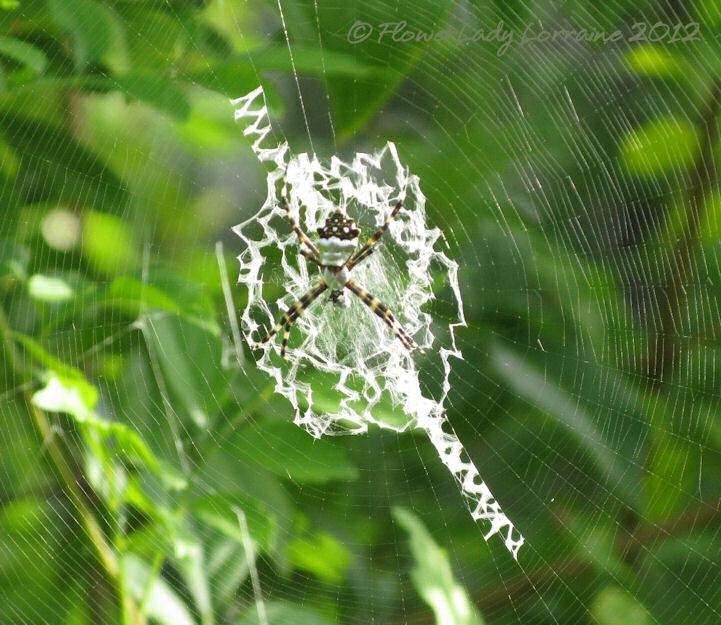 [08-23-spider%255B5%255D.jpg]