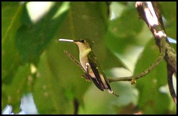 4c - Hummingbird