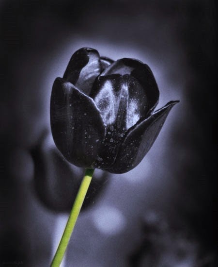 [black_tulip42.jpg]