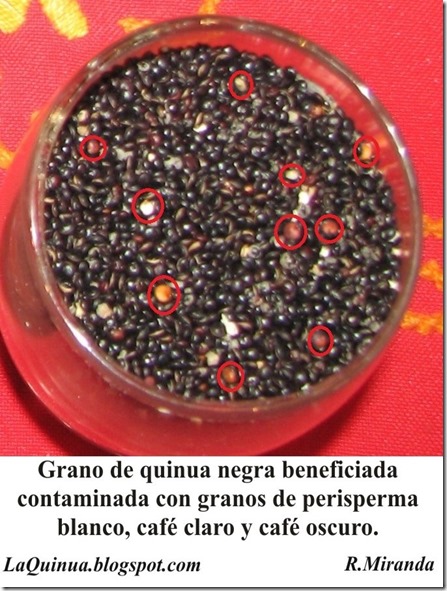 Granos de quinua negra feneficiada