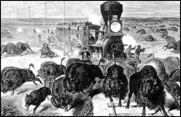 Le massacre des bisons en Amérique-5