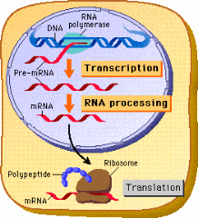 Difference between Prokaryotic and Eukaryotic Translation - MD