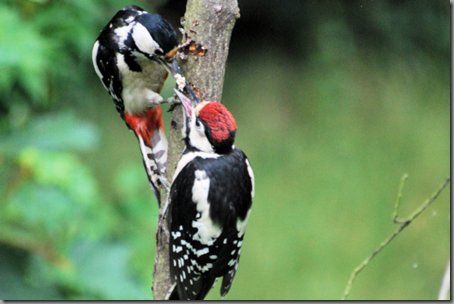 Female Great Spotted Woodpecker feeding juvenile (low res png) 2