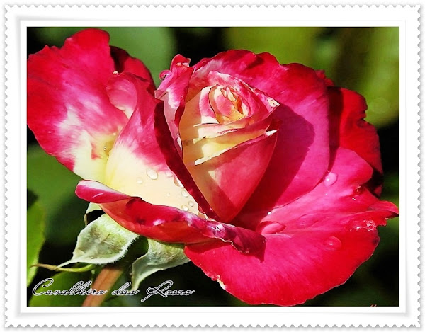 multi-colour-rose-4a.jpg