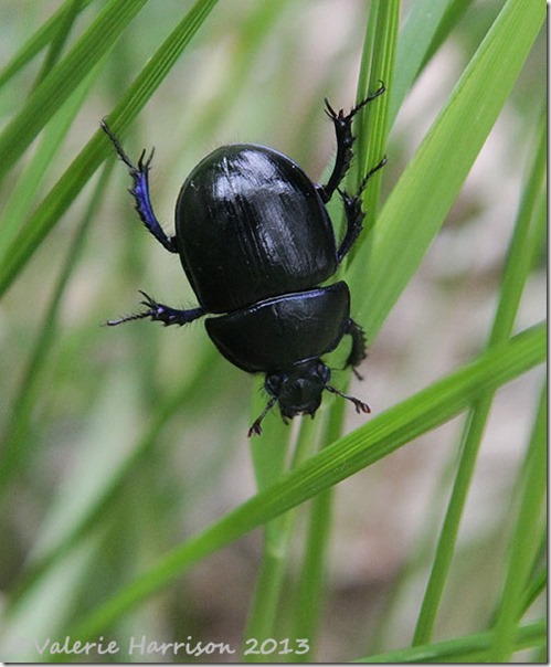 14-Dor-Beetle