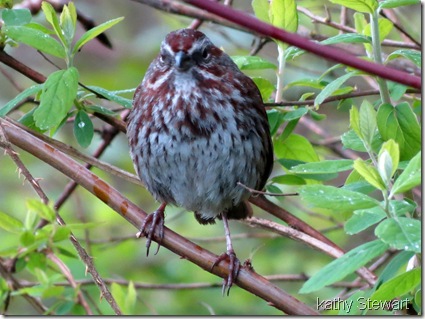 Song Sparrow