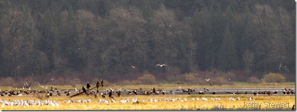 Eagles and Gulls on the flats