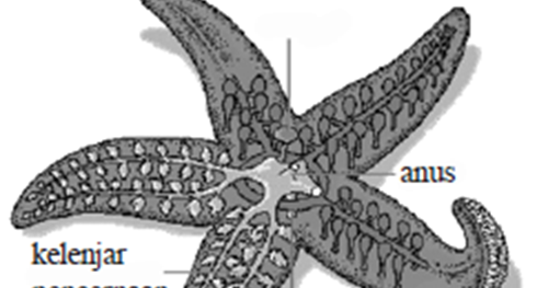 53 Top Gambar Hewan  Echinodermata  Dan Namanya