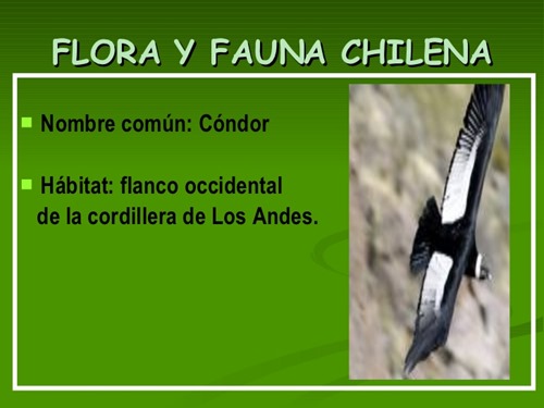 flora y fauna chilena (10)