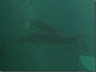 snook from the viewing area