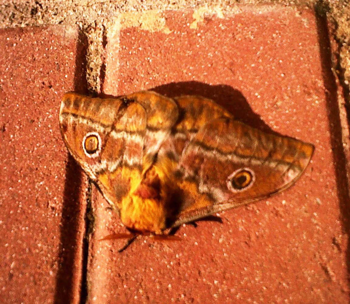 Pine Tree Emperor moth
