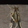 Green garden looper moth