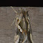 Green garden looper moth