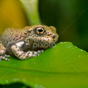 Golden Eye by Henry Salvador - Animals Amphibians