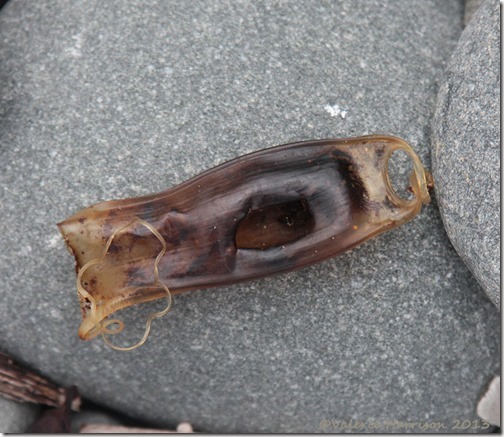3-small-spotted-catshark-egg-case