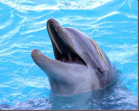 Amazing Animals Pictures Dolphin (5)