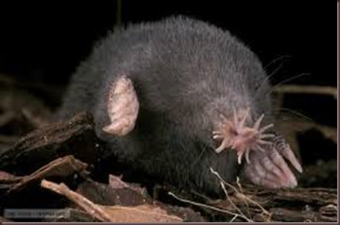Amazing Animal Pictures Star Nosed Mole (7)