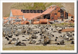 Fur Seals at Stromness whaling station