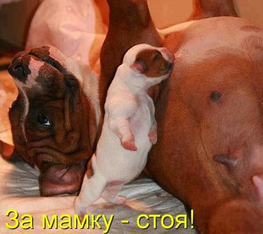 [3132e5b59f2bf281abee39b02bf_prev%255B3%255D.jpg]