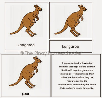 the kangaroo copy
