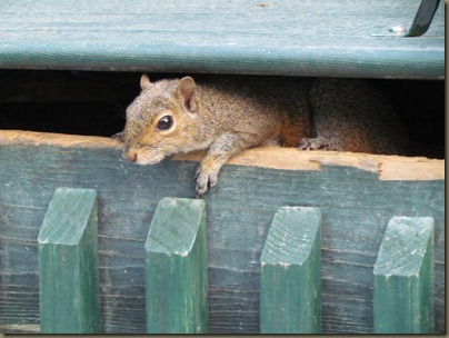 squirrell in dumpster