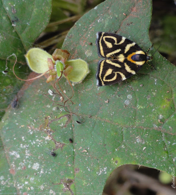 Choreutidae : Choreutinae : Hemerophila albertiana (CRAMER, 1781). Colider (Mato Grosso, Brésil), mai 2011. Photo : Cidinha Rissi. http://choreutidae.lifedesks.org/node/725