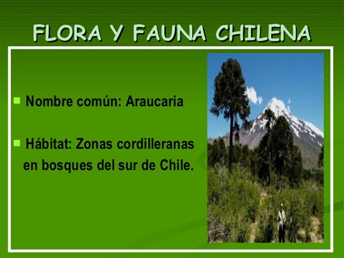 flora y fauna chilena (21)