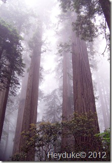 Redwoods Northern Cali 