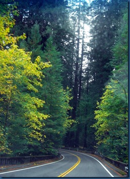Redwoods (12)