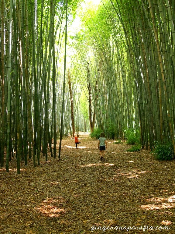 Cherokee Bamboo Forest
