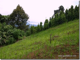 hill_paddy_planting_sarawak_padi_bukit1