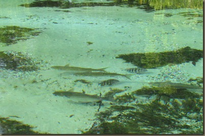 fish on Weeki Wachee River