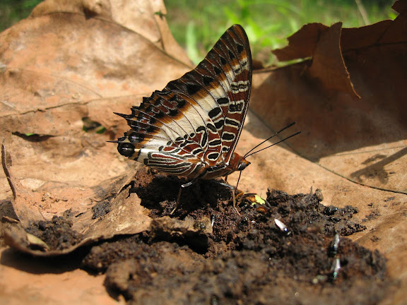 Charaxes brutus brutus CRAMER, 1779, mâle. Bobiri Forest (Ghana), 22 janvier 2006. Photo : J. F. Christensen