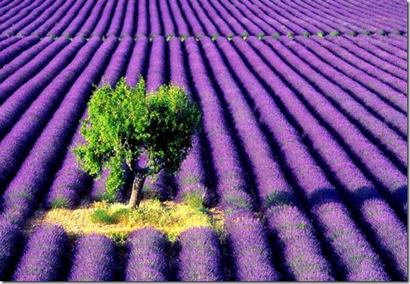 lavender-farm-tree