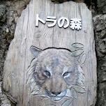 tiger at ueno zoo in Ueno, Japan 