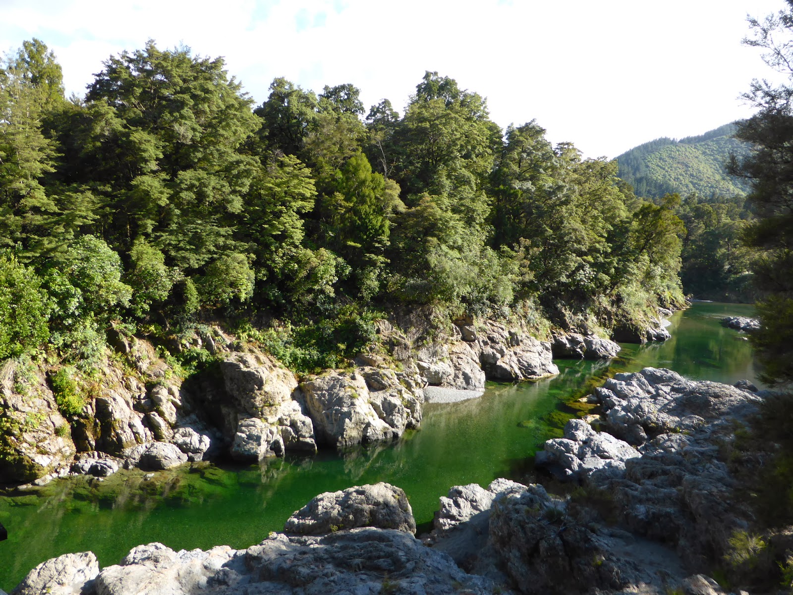 Auf der Such nach Kiwis Road Connection to Pelorus River Track