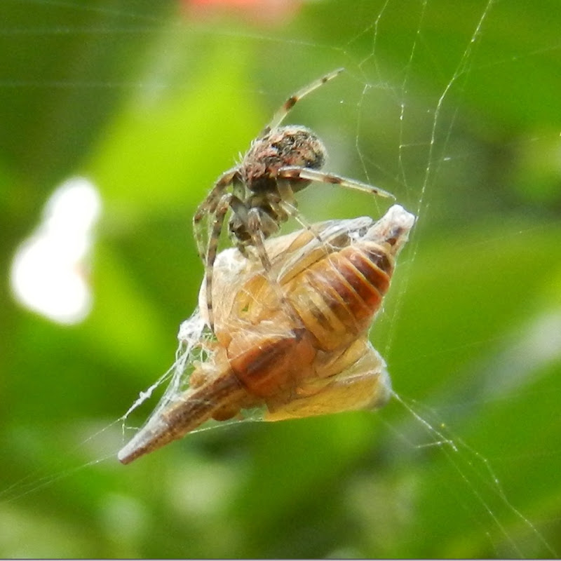 Spider is ready to eat its hunt.